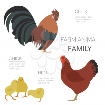 Poultry farming. Chicken family isolated on white. Flat design. Vector illustration