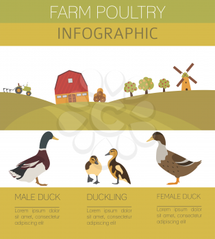Poultry farming. Duck family isolated on white. Flat design. Vector illustration