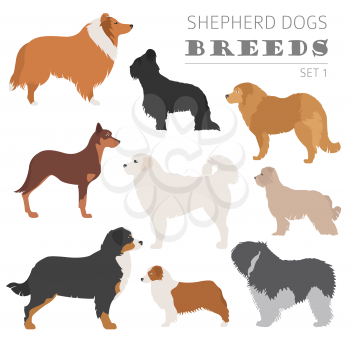 Shepherd dog breeds, sheepdogs collection isolated on white. Flat style. Vector illustration