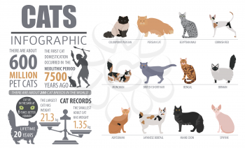 Cat breeds infographic template, icon isolated on white. Vector illustration