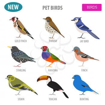 Pet birds collection,  breeds icon set flat style isolated on white.  Create own infographic about pets. Vector illustration