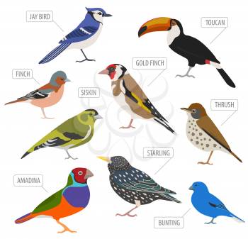 Pet birds collection,  breeds icon set flat style isolated on white.  Create own infographic about pets. Vector illustration