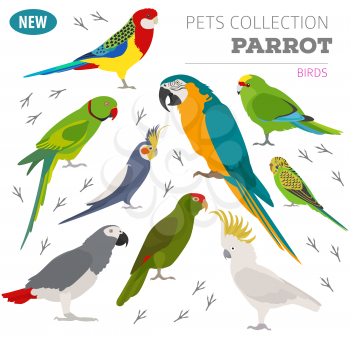 Parrot breeds icon set flat style isolated on white. Pet birds collection. Create own infographic about pets. Vector illustration
