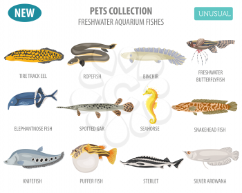 Unusual freshwater aquarium fish breeds icon set flat style isolated on white. Create own infographic about pet. Vector illustration