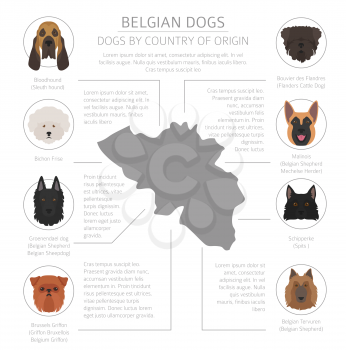 Dogs by country of origin. Belgium dog breeds. Infographic template. Vector illustration