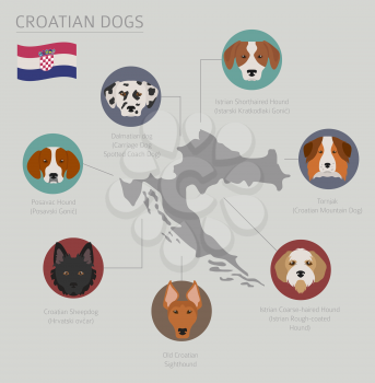 Dogs by country of origin. Croatian dog breeds. Infographic template. Vector illustration