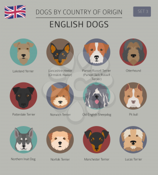 Dogs by country of origin. English dog breeds. Infographic template. Vector illustration