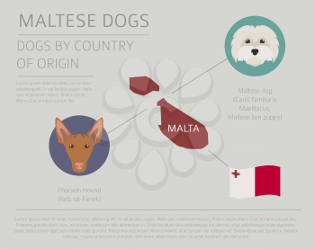 Dogs by country of origin. Maltese dog breeds. Infographic template. Vector illustration