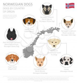 Dogs by country of origin. Norwegian dog breeds. Infographic template. Vector illustration