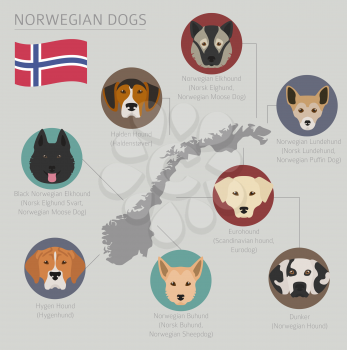 Dogs by country of origin. Norwegian dog breeds. Infographic template. Vector illustration