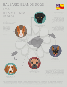 Dogs by country of origin. Spain. Balearic islands dog breeds. Infographic template. Vector illustration