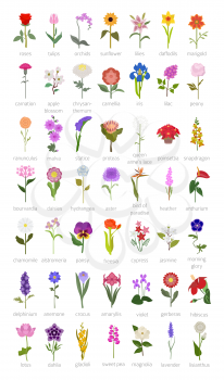 Your garden guide. Top 50 most popular flowers infographic. Vector illustration