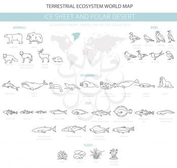 Ice sheet and polar desert biome. Simple line style. Terrestrial ecosystem world map. Arctic animals, birds, fish and plants infographic design. Vector illustration