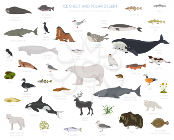 Ice sheet and polar desert biome. Terrestrial ecosystem world map. Arctic animals, birds, fish and plants infographic design. Vector illustration