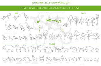 Temperate broadleaf forest and mixed forest biome. Terrestrial ecosystem world map. Animals, birds and plants set. Simple outline graphic design. Vector illustration