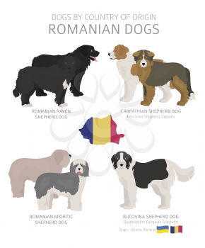 Dogs by country of origin. Romanian dog breeds. Shepherds, hunting, herding, toy, working and service dogs  set.  Vector illustration