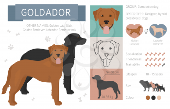 Designer, crossbreed, hybrid mix dogs collection isolated on white. Flat style clipart set. Vector illustration