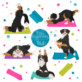 Yoga dogs poses and exercises. Bernese mountain dog clipart. Vector illustration
