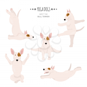 Yoga dogs poses and exercises. Bull terrier clipart. Vector illustration