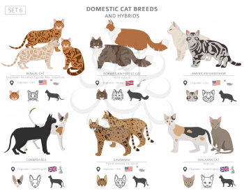 Domestic cat breeds and hybrids collection isolated on white. Flat style set. Different color and country of origin. Vector illustration