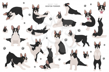 Boston terrier clipart. Dog healthy silhouette and yoga poses set.  Vector illustration