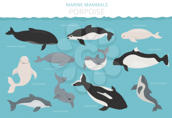 Marine mammals collection. Different porpoises set. Cartoon flat style design. Vector illustration