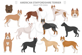 Pit bull type dogs. American staffordshire terrier. Different variaties of coat color bully dogs set.  Vector illustration