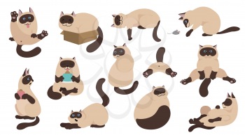 Cartoon cat characters collection. Different cat`s poses, yoga and emotions set. Flat color simple style design. Siamese colorpoint cats. Vector illustration