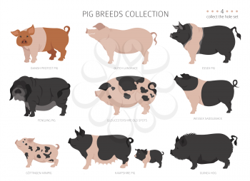 Pig breeds collection 4. Farm animals set. Flat design. Vector illustration