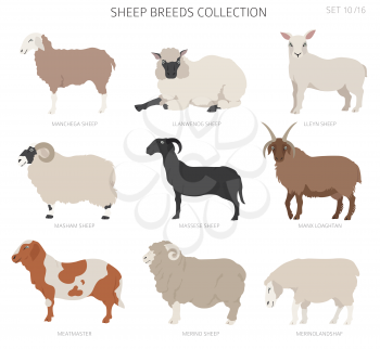 Sheep breeds collection 10. Farm animals set. Flat design. Vector illustration