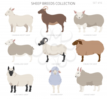 Sheep breeds collection 4. Farm animals set. Flat design. Vector illustration
