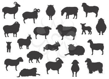 Sheep breeds black silhouettes collection. Farm animals set. Flat design. Vector illustration