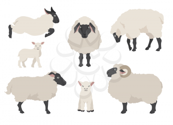 Sheep poses collection. Farm animals set. Flat design. Vector illustration