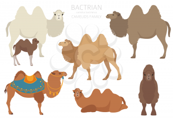 Camelids family collection. Bactrian camel infographic design. Vector illustration