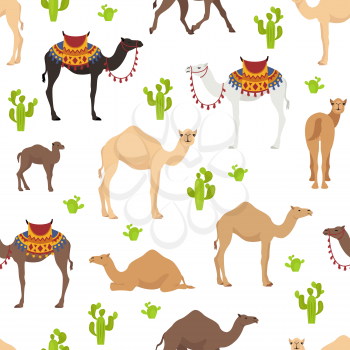 Camelids family collection. Dromedary camel seamless design. Vector illustration
