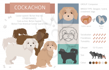 Designer dogs, crossbreed, hybrid mix pooches collection isolated on white. Cockachon flat style clipart infographic. Vector illustration