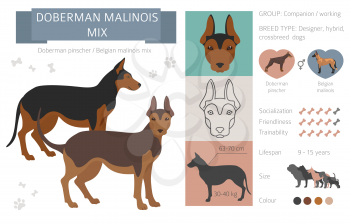 Designer dogs, crossbreed, hybrid mix pooches collection isolated on white. Doberman malinois mix flat style clipart infographic. Vector illustration