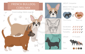 Designer dogs, crossbreed, hybrid mix pooches collection isolated on white. French bulldog corgi mix flat style clipart infographic. Vector illustration