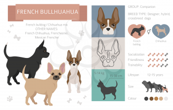Designer dogs, crossbreed, hybrid mix pooches collection isolated on white. French bullhuahua flat style clipart infographic. Vector illustration
