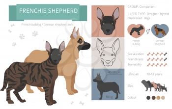 Designer dogs, crossbreed, hybrid mix pooches collection isolated on white. Frenchie shepherd flat style clipart infographic. Vector illustration