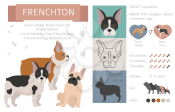 Designer dogs, crossbreed, hybrid mix pooches collection isolated on white. Frenchton flat style clipart infographic. Vector illustration