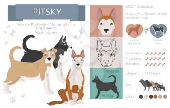 Designer dogs, crossbreed, hybrid mix pooches collection isolated on white. Pitsky flat style clipart infographic. Vector illustration