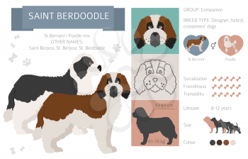Designer dogs, crossbreed, hybrid mix pooches collection isolated on white. Saint berdoodle flat style clipart infographic. Vector illustration