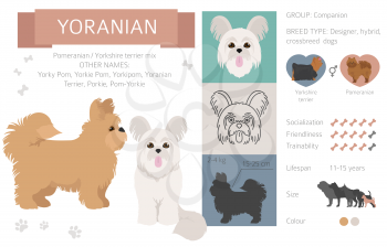 Designer dogs, crossbreed, hybrid mix pooches collection isolated on white. Yoranian clipart infographic. Vector illustration