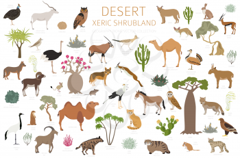 Desert biome, xeric shrubland natural region infographic. Terrestrial ecosystem world map. Animals, birds and vegetations design set. Vector illustration
