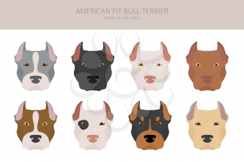 American pit bull terrier dogs set. Color varieties, different poses. Dogs infographic collection. Vector illustration
