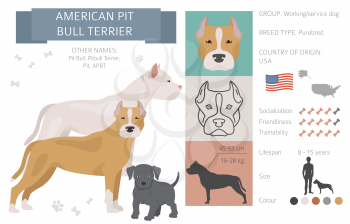 American pit bull terrier dogs set. Color varieties, different poses. Dogs infographic collection. Vector illustration