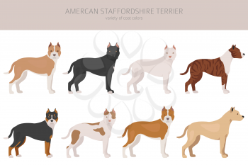 American staffordshire terrier dogs set. Color varieties, different poses. Dogs infographic collection. Vector illustration