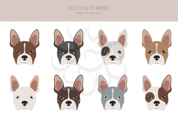 Boston terrier clipart. Different coat colors set.  Vector illustration