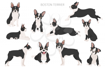 Boston terrier clipart. Different poses set. Adult and boston terrier puppy. Vector illustration
